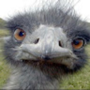 Meet your Posher, Louis